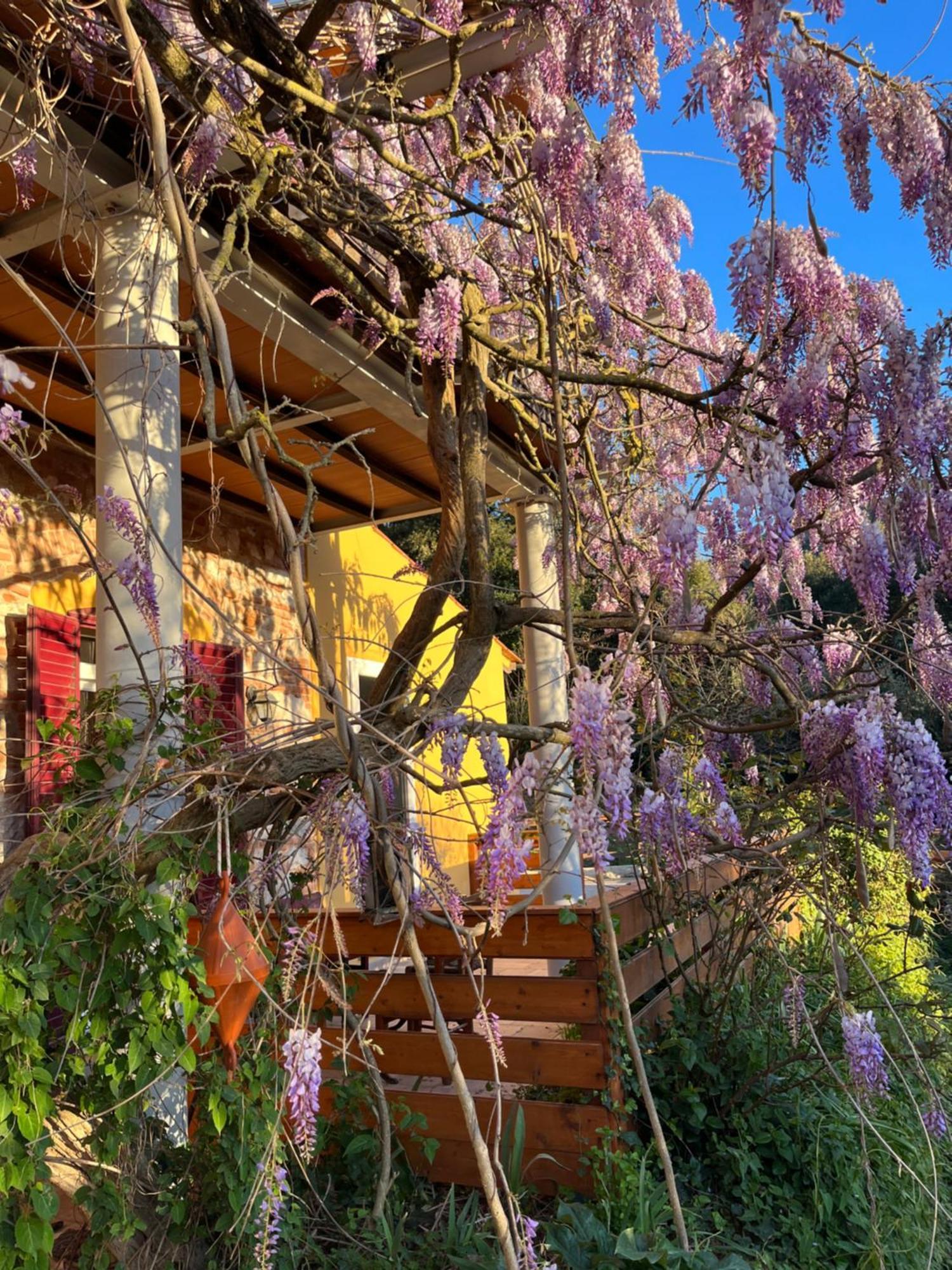 B&B La Fucinaia Pet Friendly Adults Only 坎丕里亚麦利蒂玛 外观 照片
