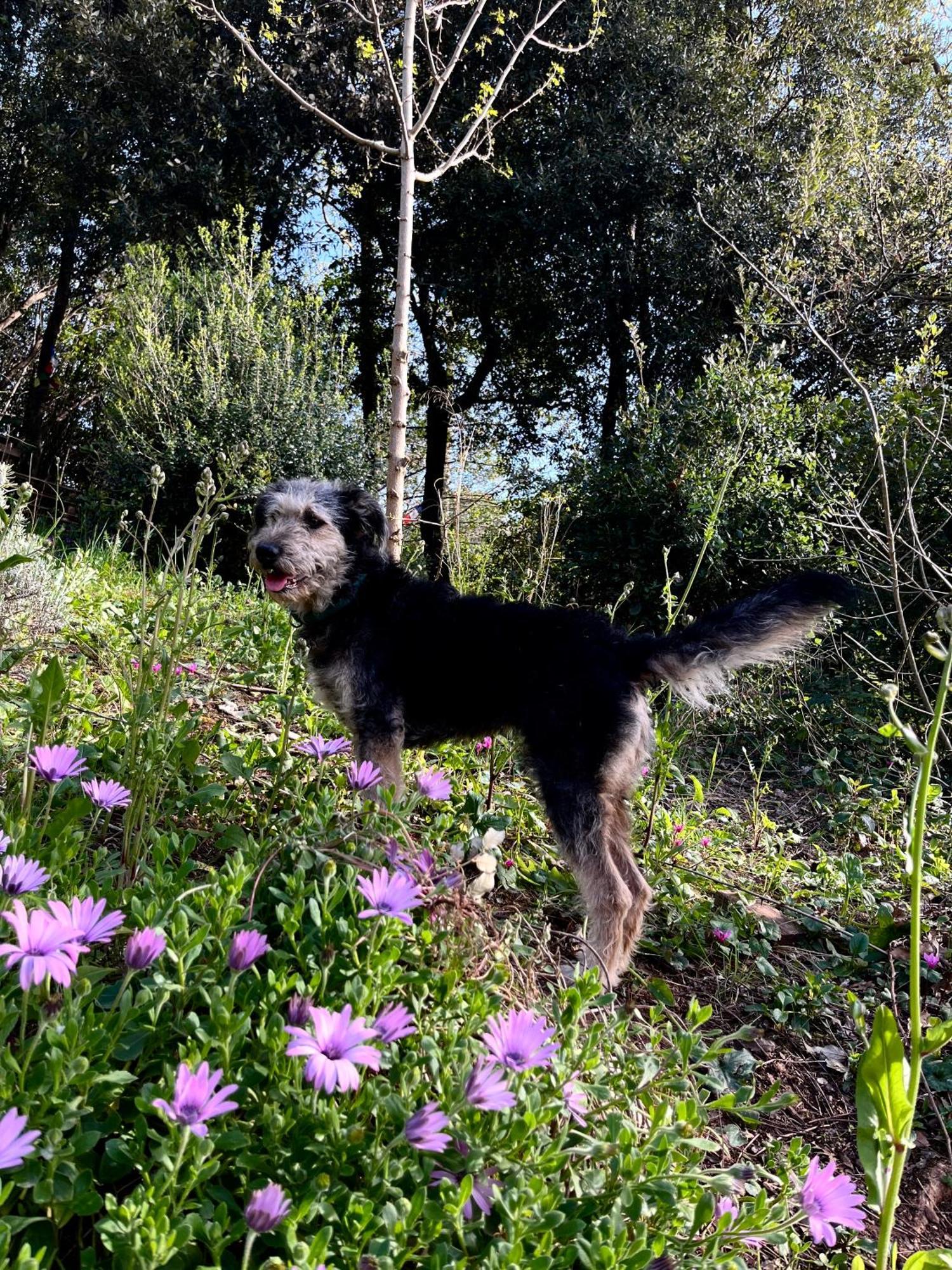 B&B La Fucinaia Pet Friendly Adults Only 坎丕里亚麦利蒂玛 外观 照片