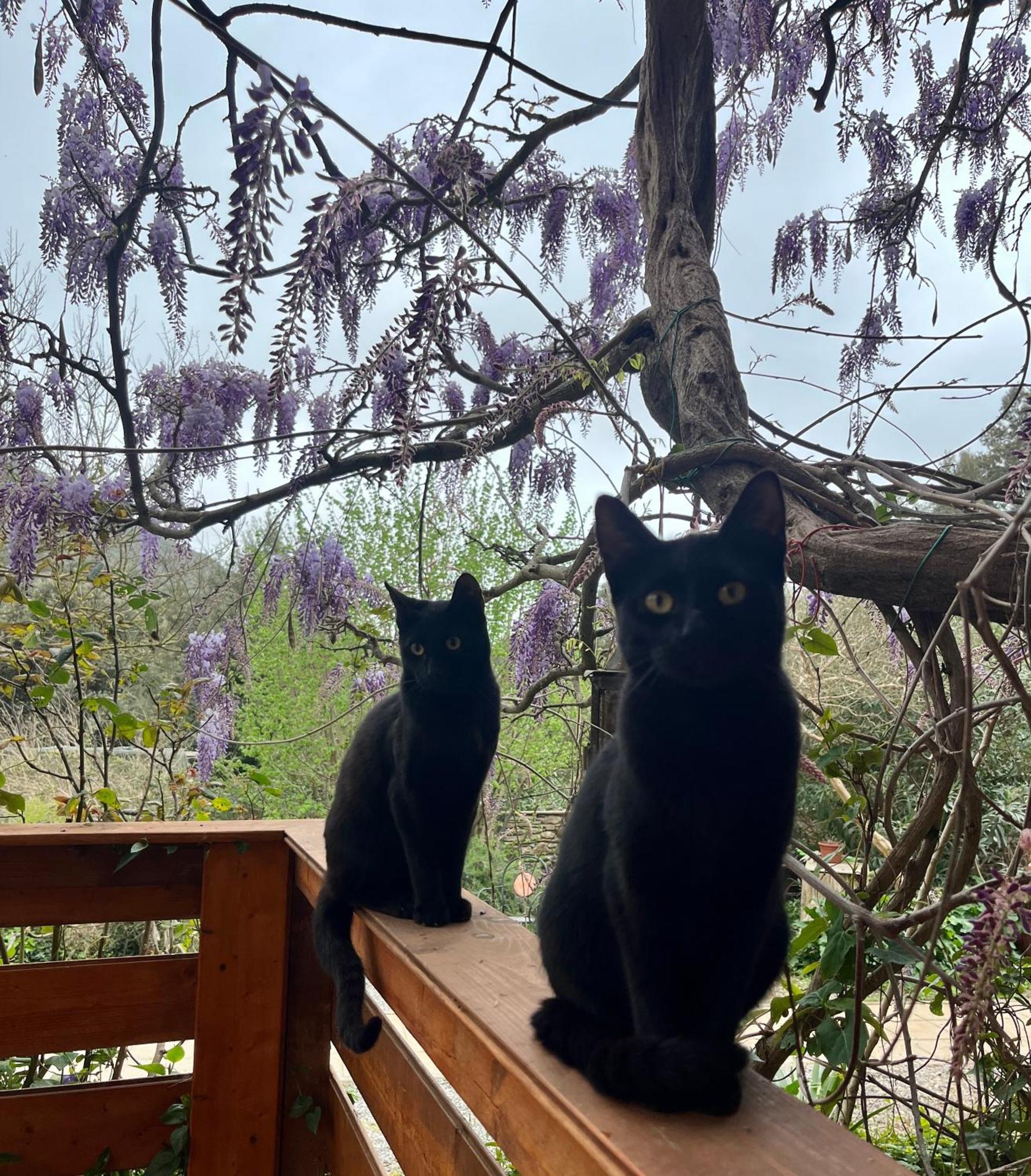 B&B La Fucinaia Pet Friendly Adults Only 坎丕里亚麦利蒂玛 外观 照片